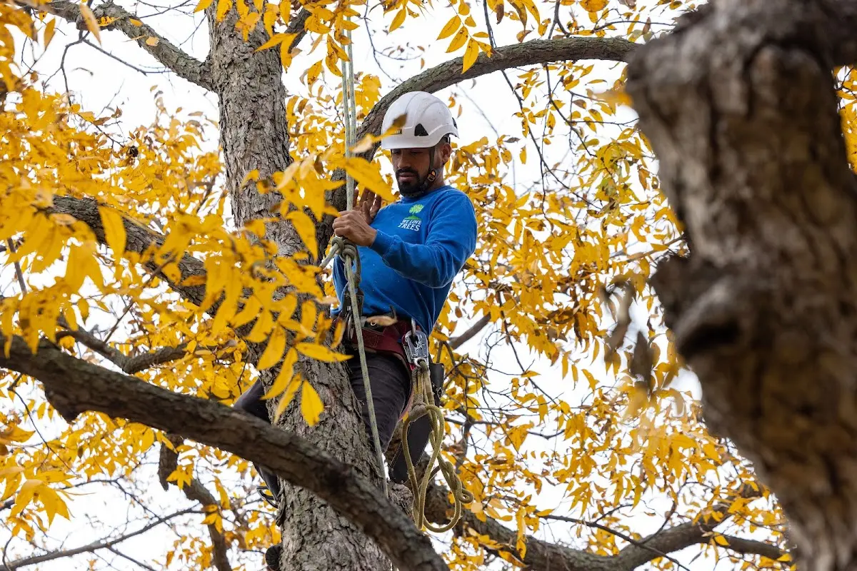 Skilled Tree Planing crew working in Wyatt
